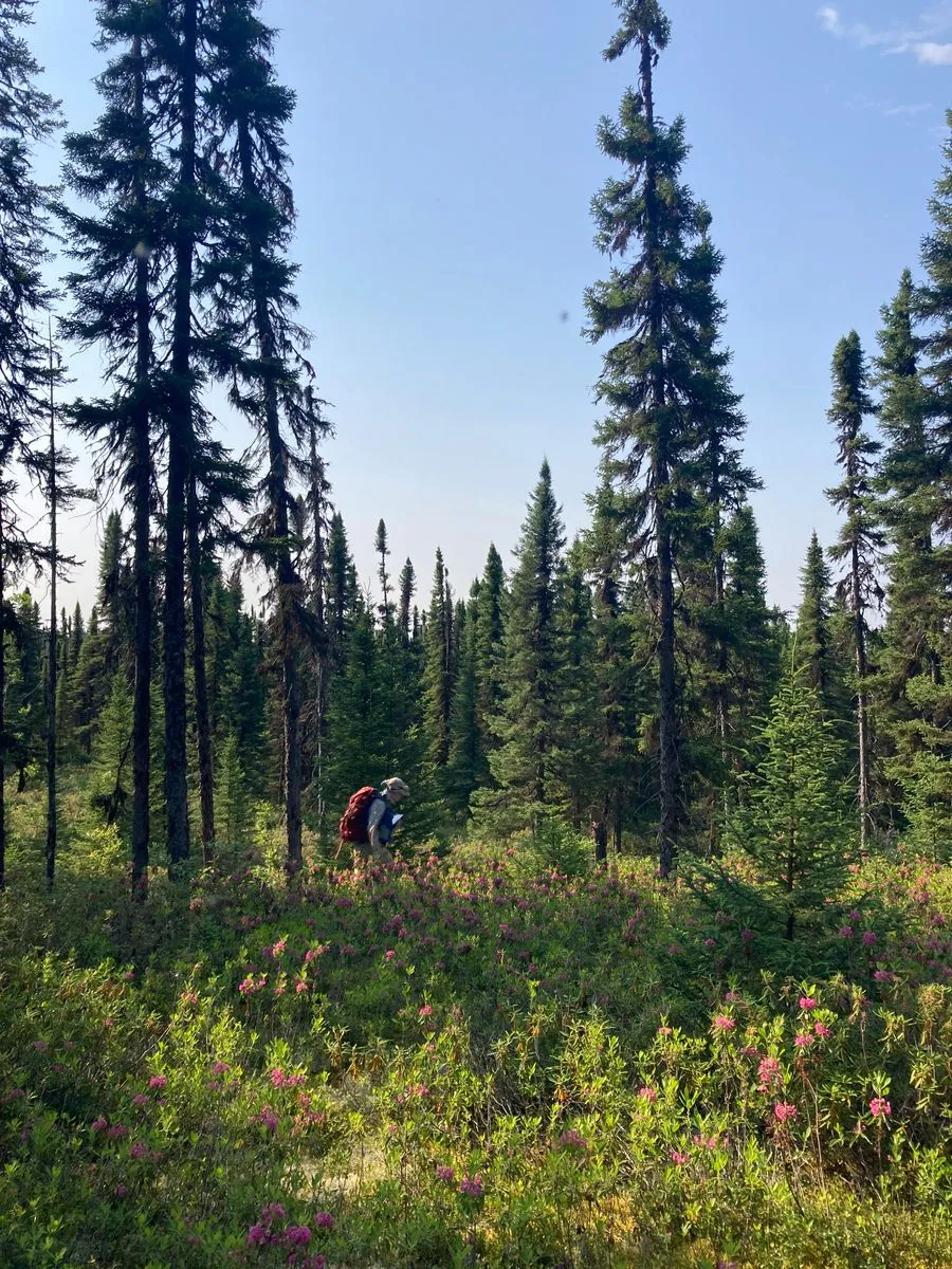 Crew walking through a spruce forest toward a lake